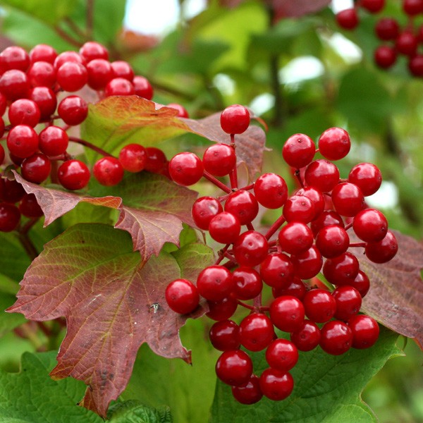 Kalina klikvová - Viburnum trilobum