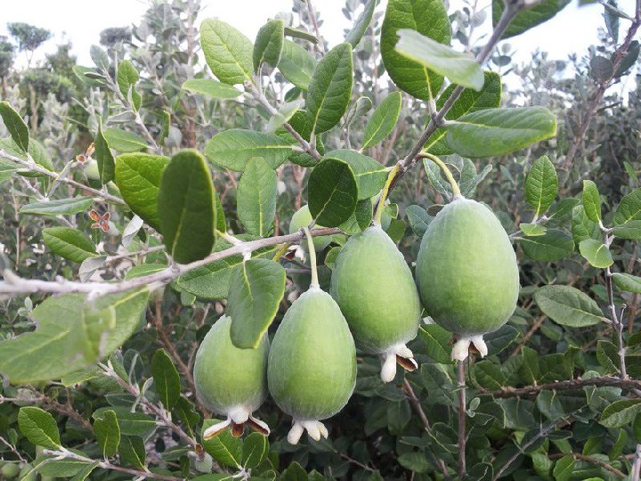 Fejchoa ovocná, semenáč odrůdy Mammoth - Feijoa sellowiana
