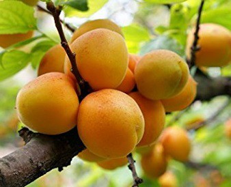 Meruňka mandžuská (roubovaná) - Prunus mandshurica