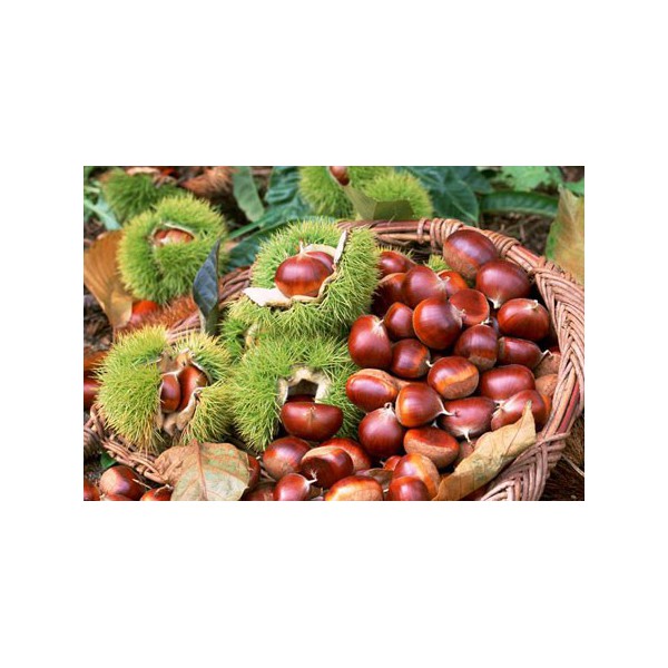 Kaštanovník čínský - Castanea mollissima