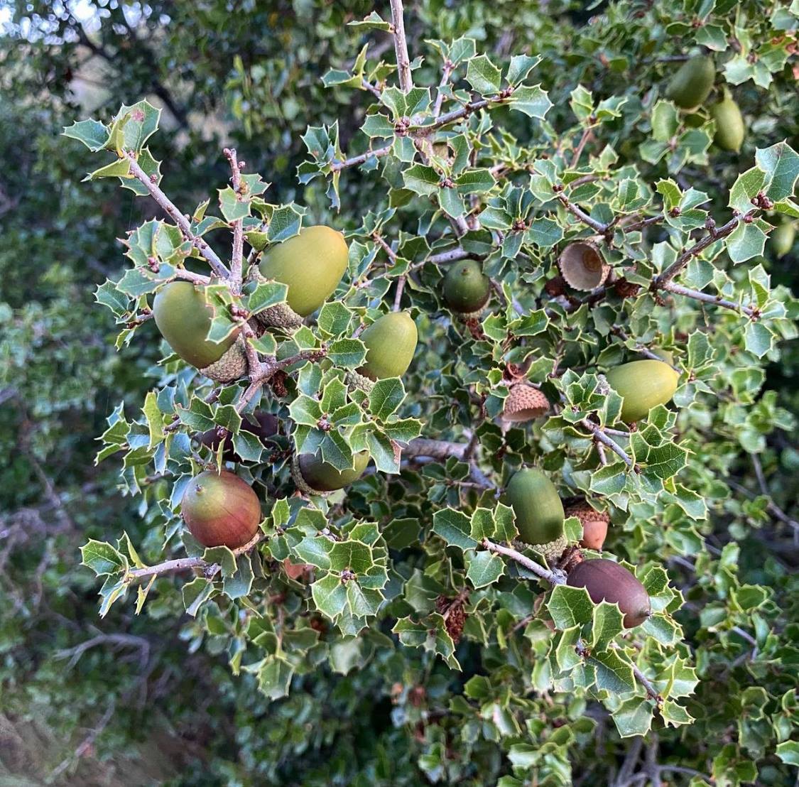 Dub kermesový - Quercus coccifera X Tuber melanosporum