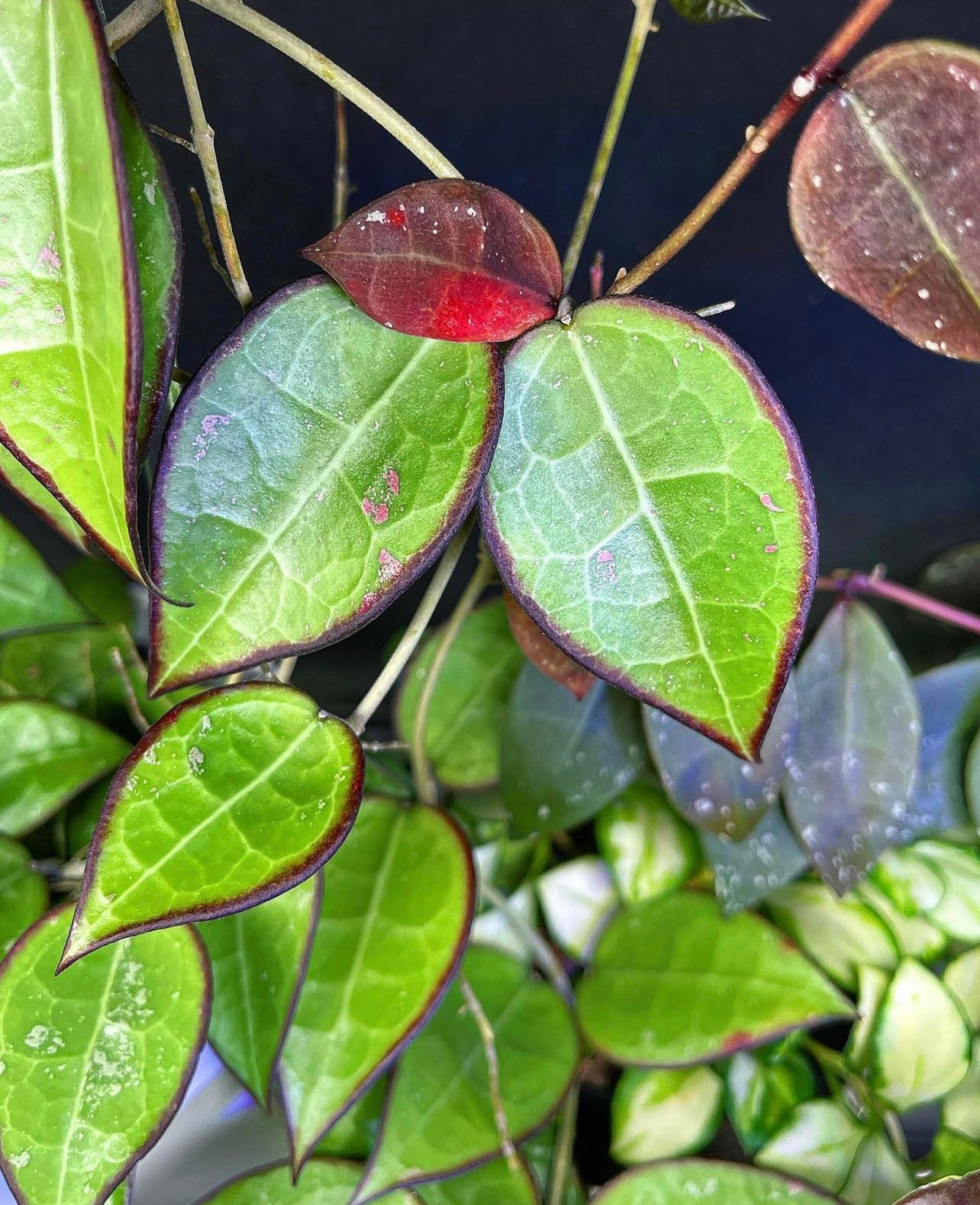 Hoya parasitica black margin - Řízek 2 listy