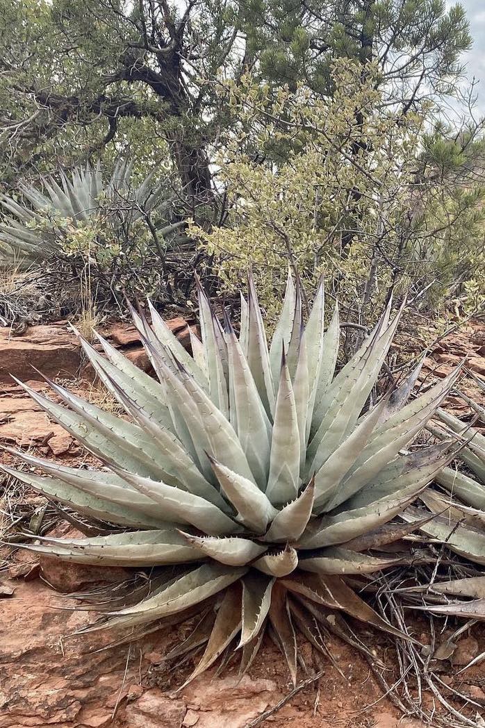 Agave parryi var. couesii, dvouleté