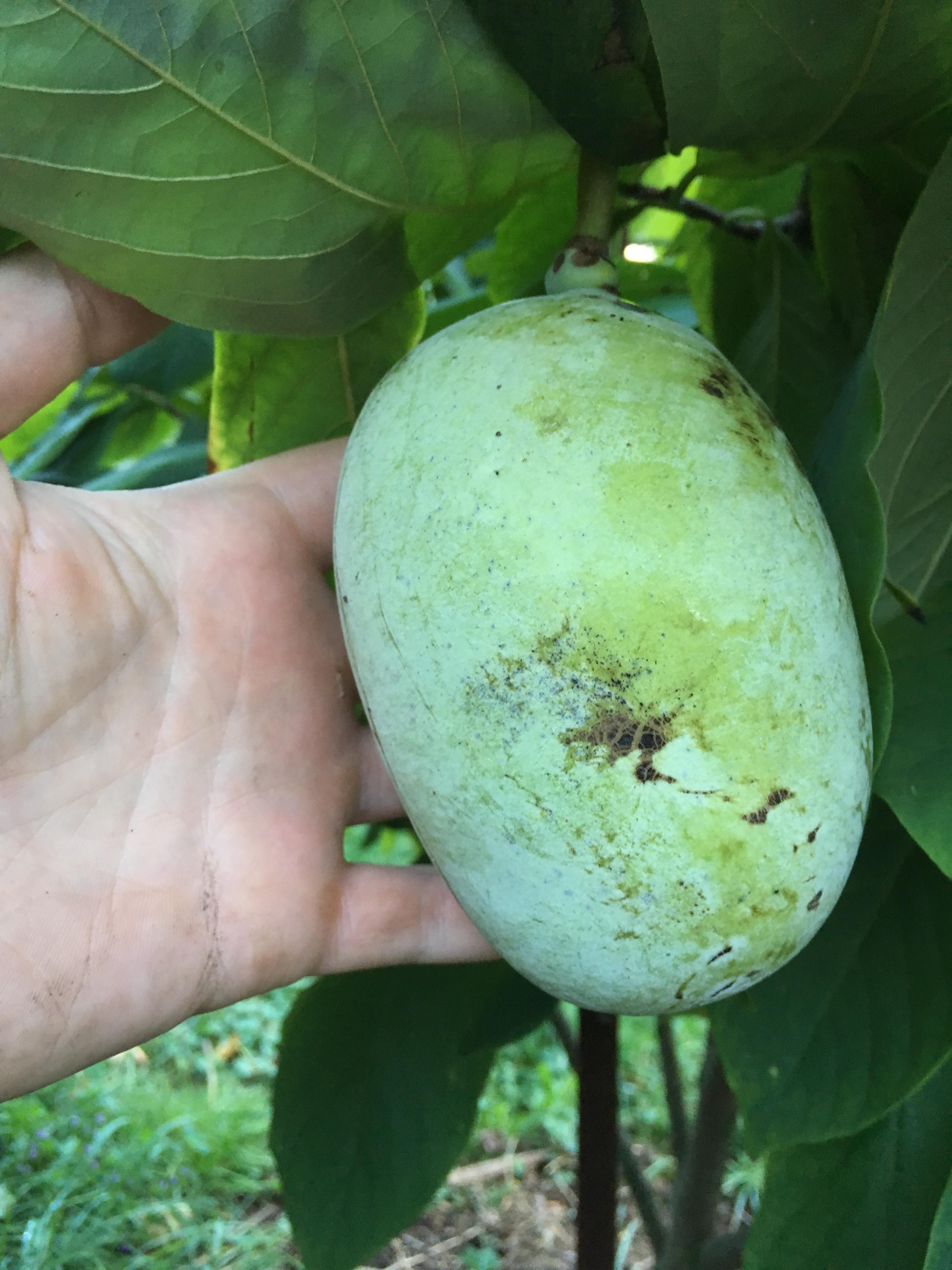 Muďoul trojlaločný "KY Champion" - Asimina triloba, 20 cm