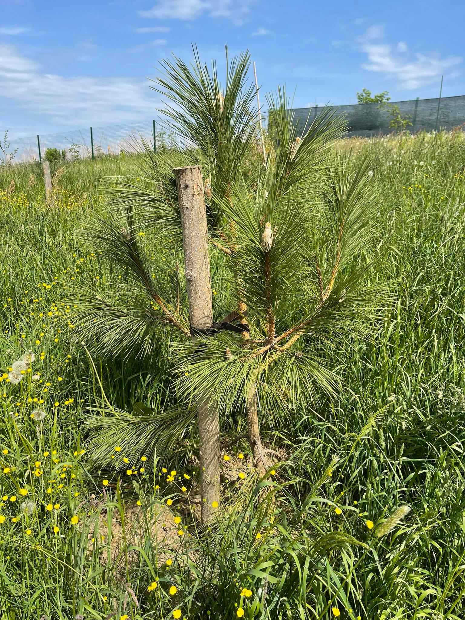 Borovice černá korsická - Pinus nigra ssp. laricio