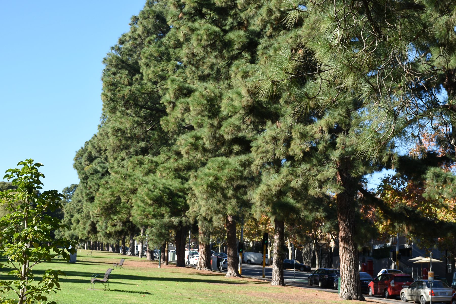 Borovice paprsčitá (montereyská)  - Pinus radiata