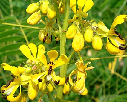 Sena marylandská (mrazuvzdorná) - Senna (= Cassia) marilandica, 12 semen