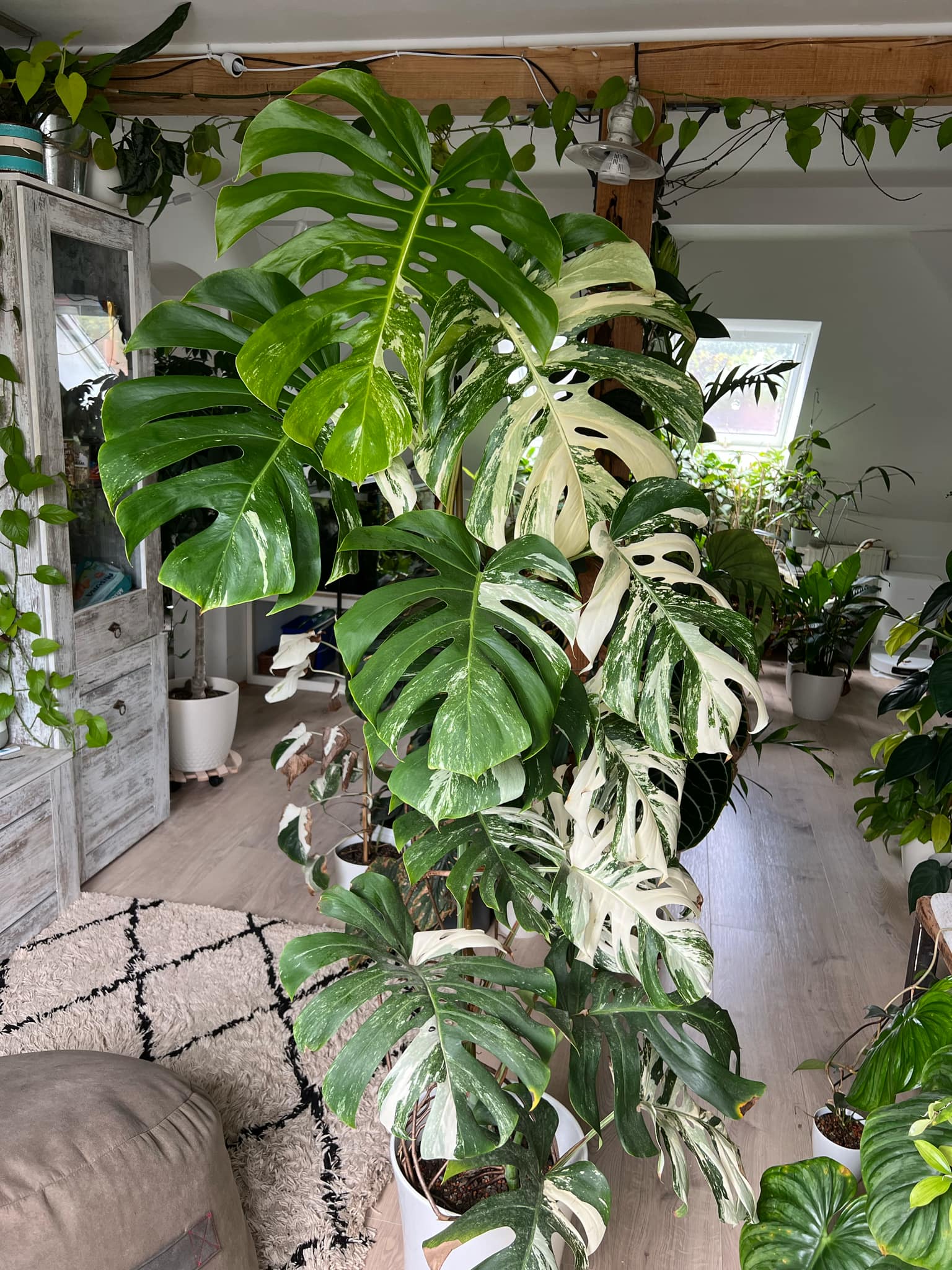 H. Monstera albovariegata, zakořeněná v hydroponii