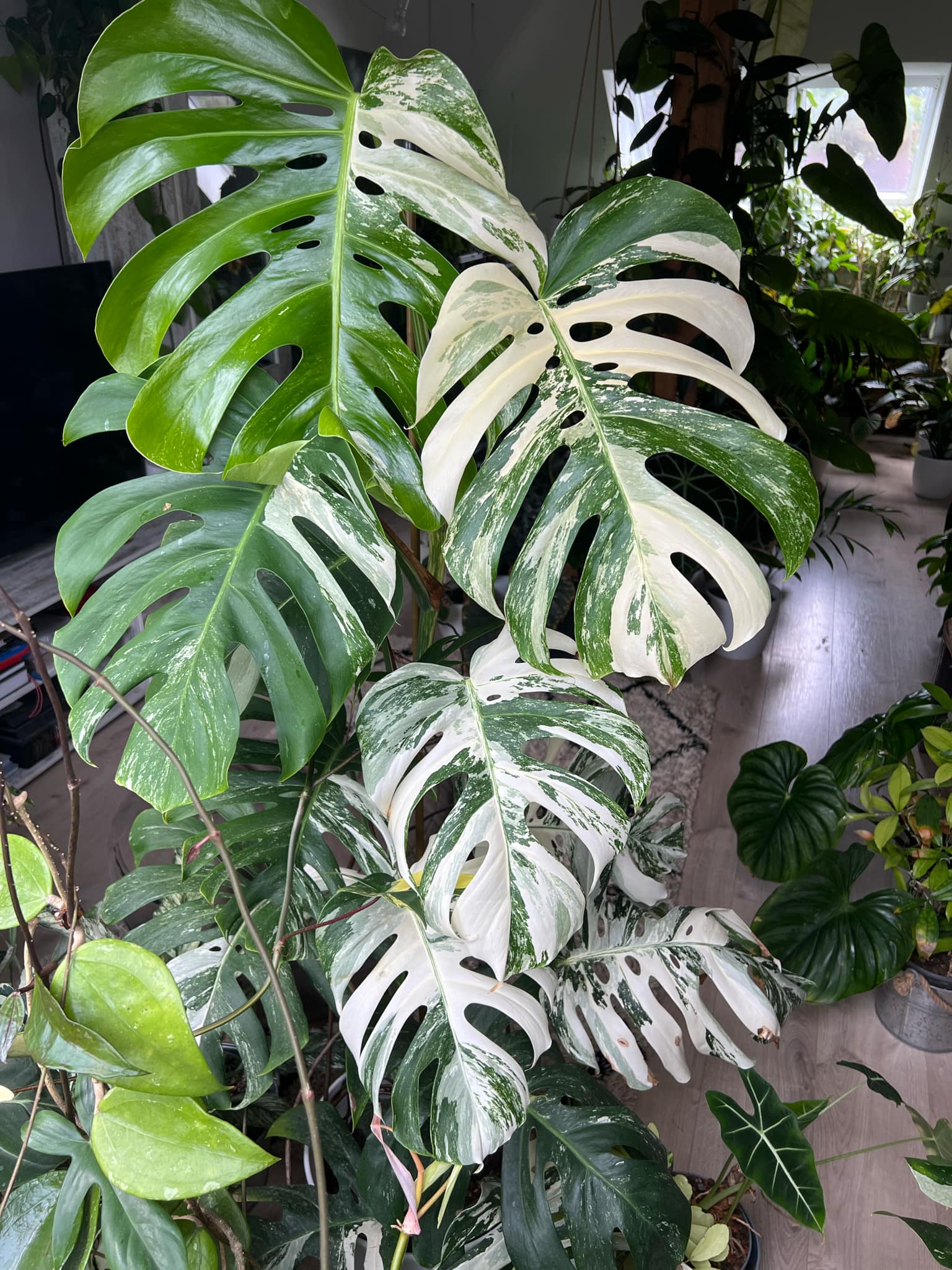 H. Monstera albovariegata, zakořeněná v hydroponii