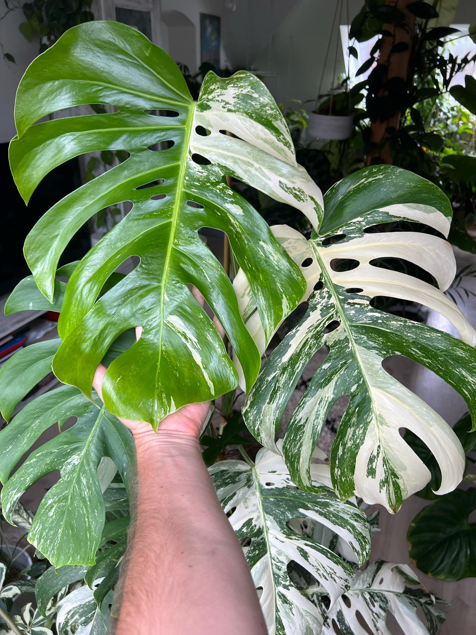 H. Monstera albovariegata, zakořeněná v hydroponii