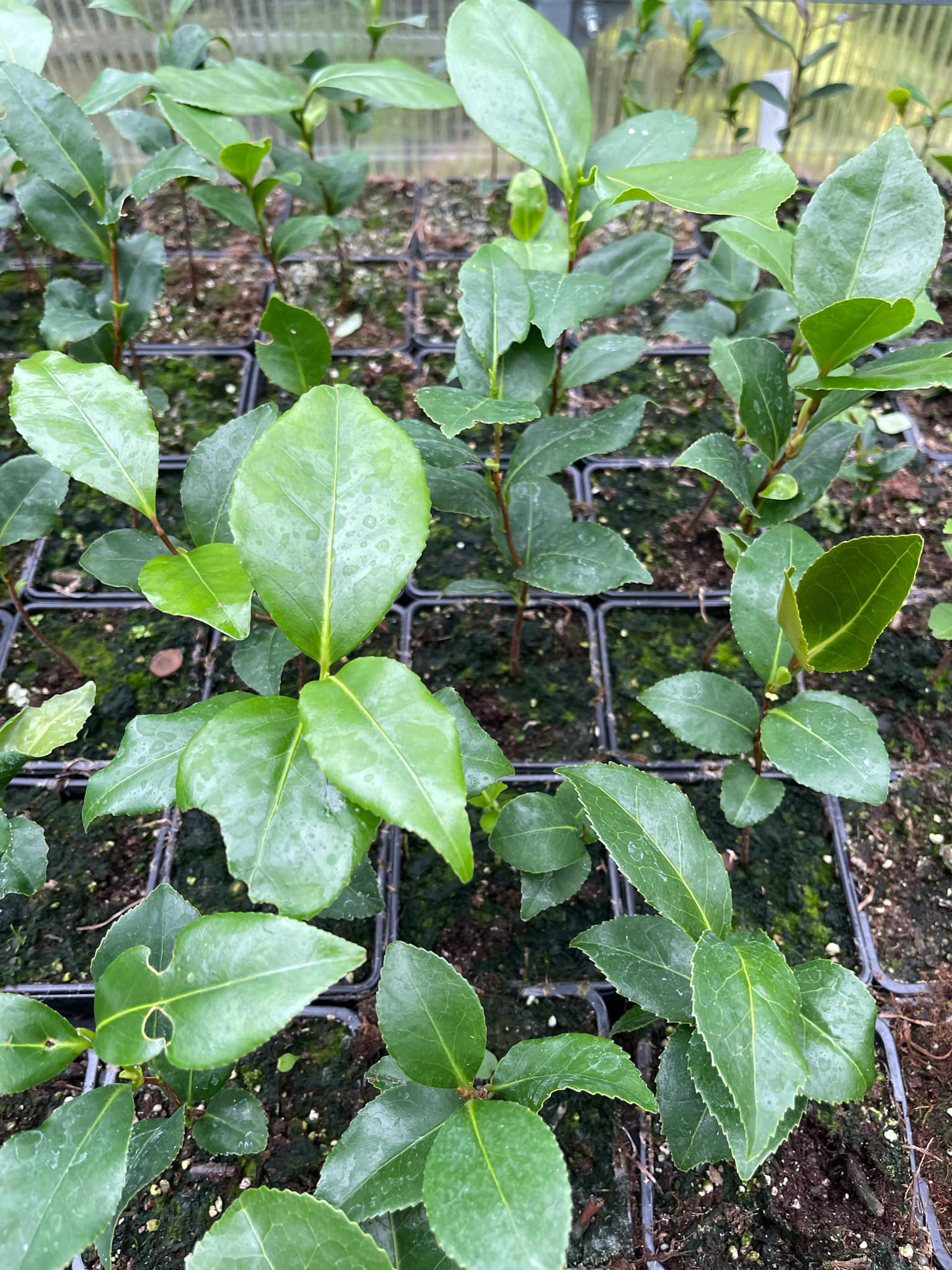Camellia japonica, semenáče odrůdy Bokuhan