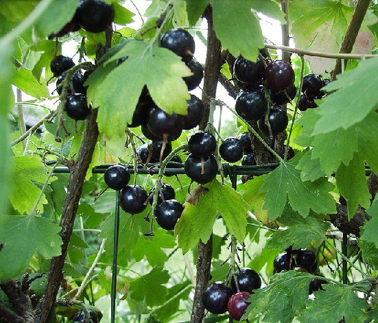 Meruzalka zlatá - plodová - Ribes aureum, 40 cm