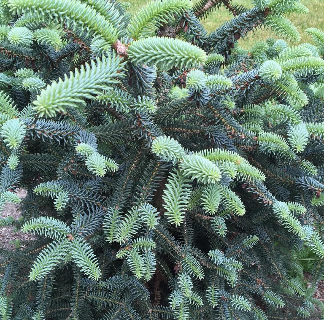 Jedle španělská - Abies pinsapo