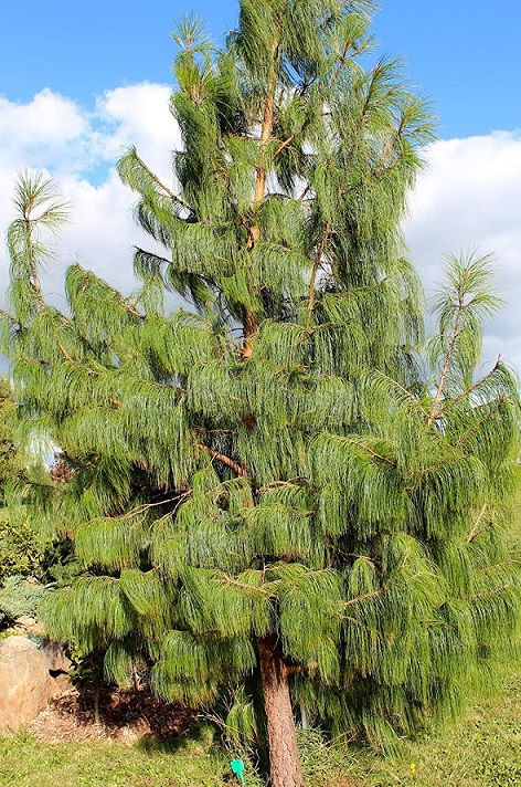 Borovice rozložená (mexická)  - Pinus patula, 40 cm