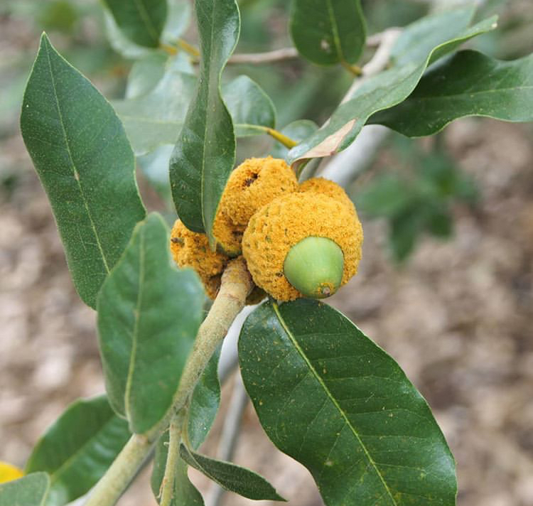 Dub zlatočíškový - Quercus chrysolepis