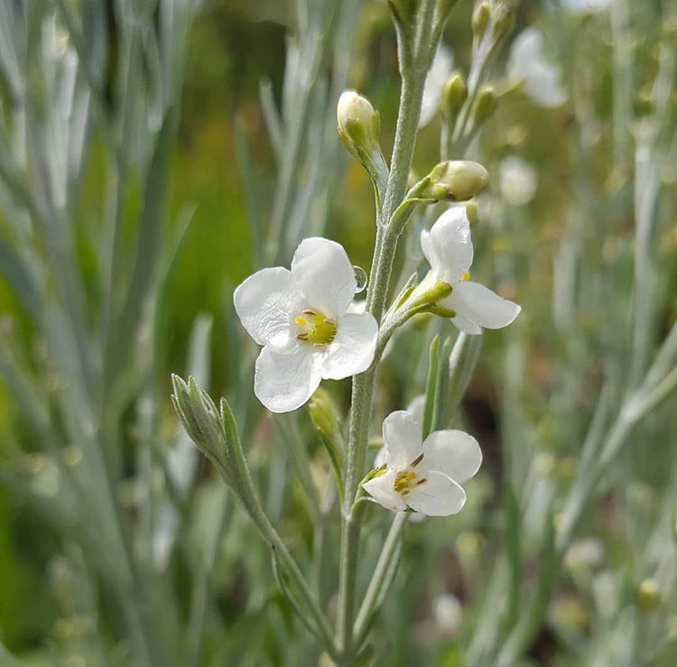 Gomphostigma virgatum