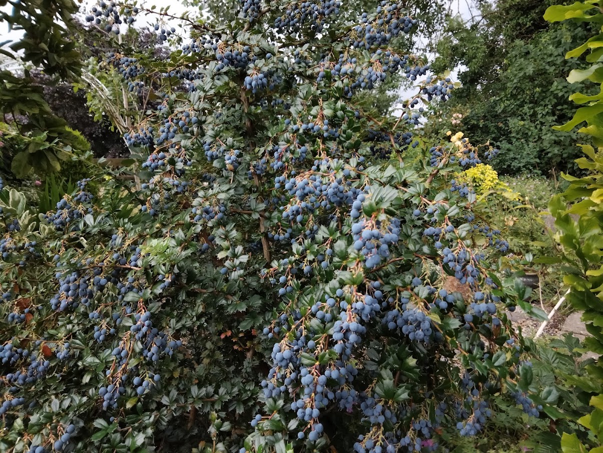 Dřišťál Darwinův, nejchutnější dřišťál - Berberis darwinii