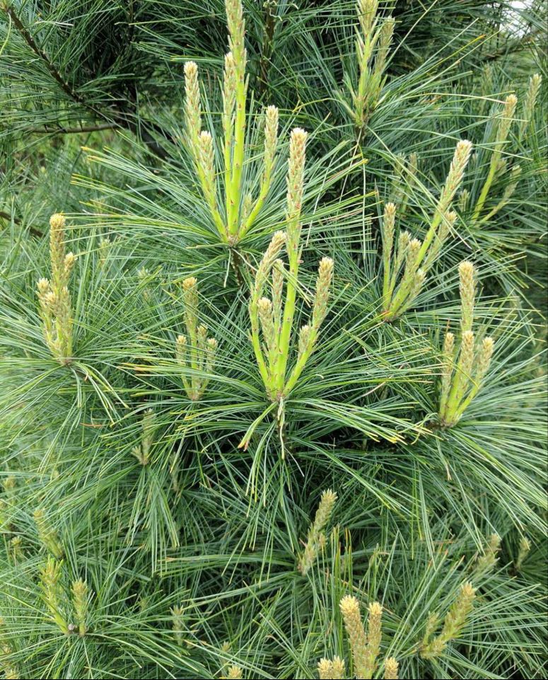 Borovice vejmutovkovitá  - Pinus strobiformis 40/50 cm