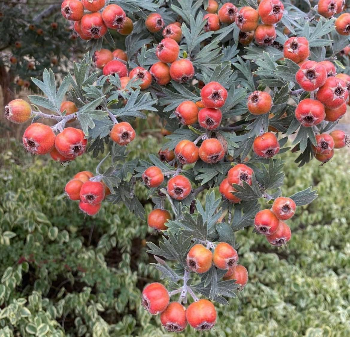 Hloh vratičolistý - Crataegus tanacetifolia, 10 semen