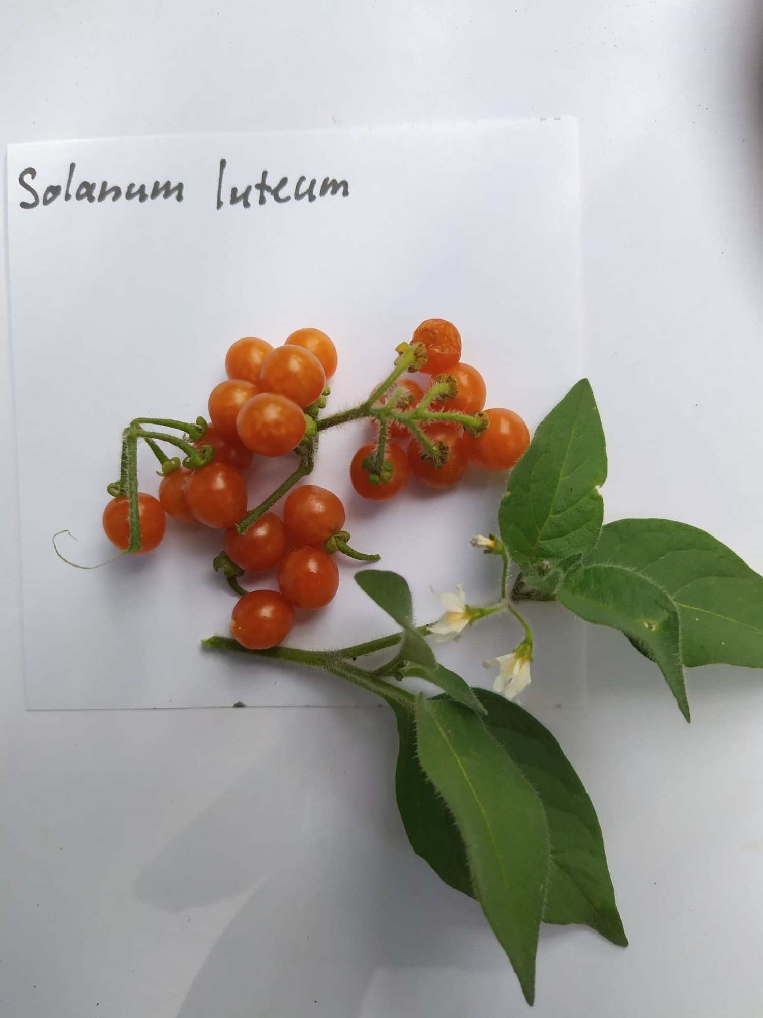 Lilek oranžový - Solanum luteum, 30 semen