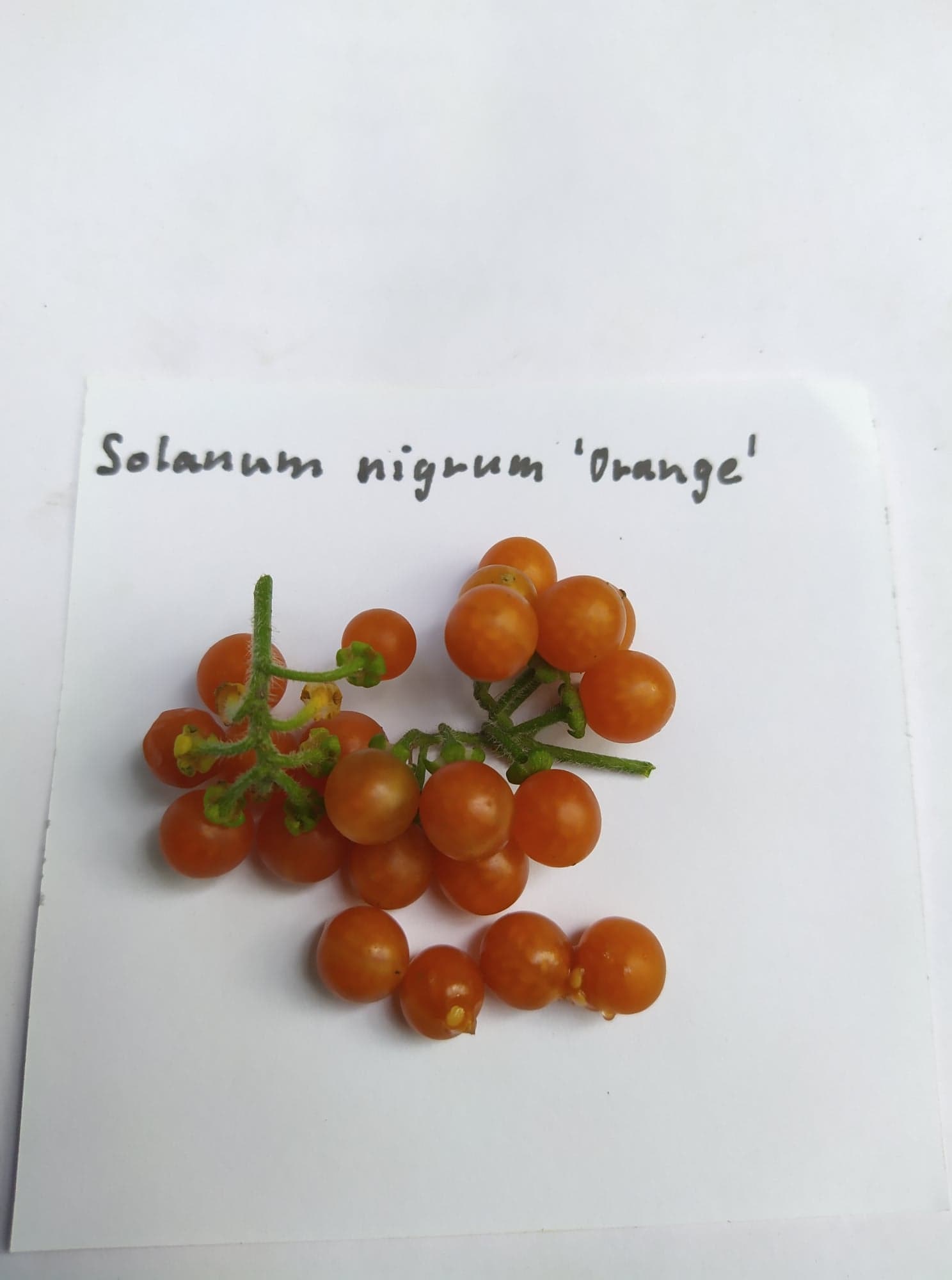 Lilek oranžovoplodý - Solanum nigrum "Orange", 30 semen