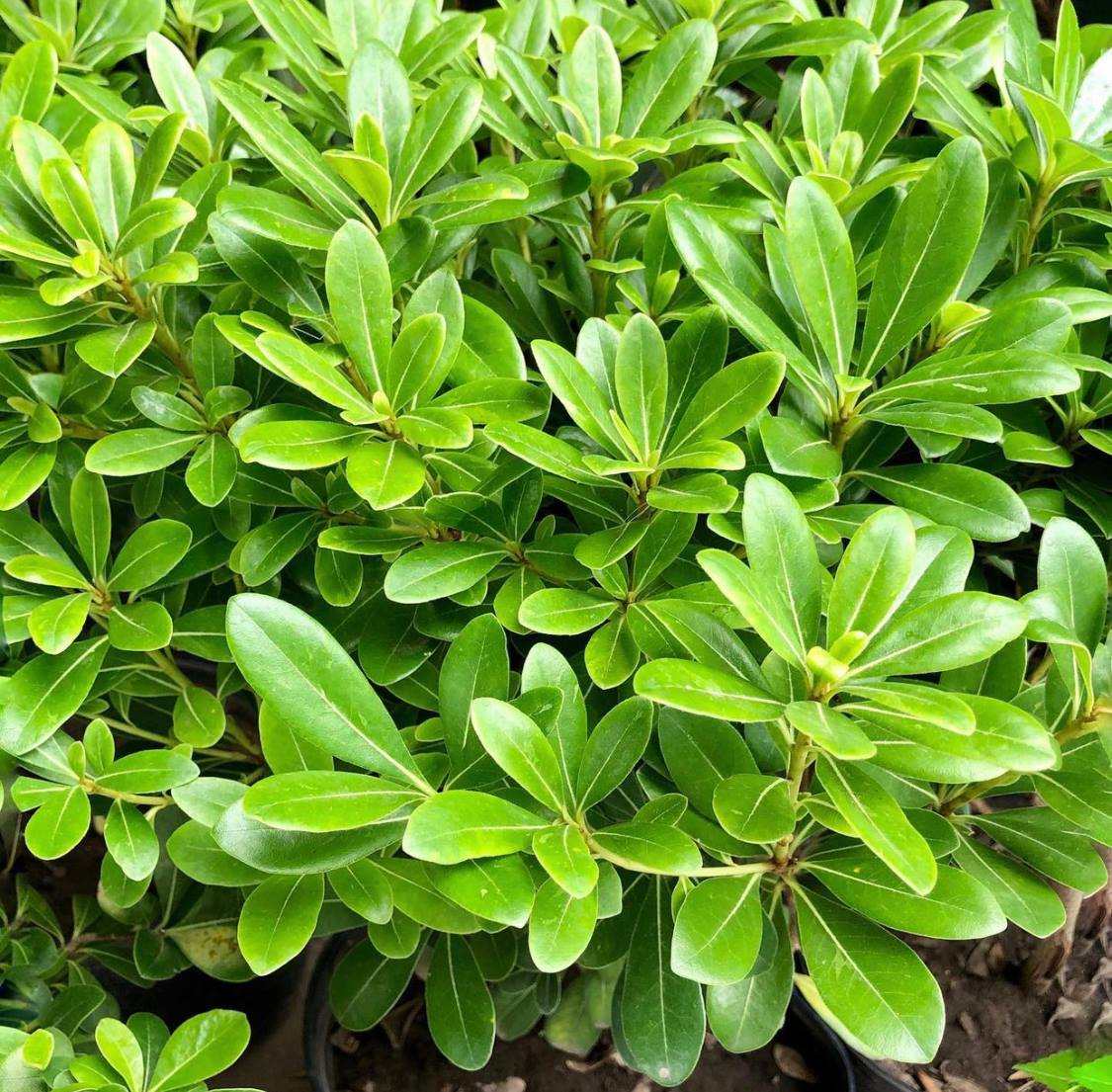 Slizoplod - Pittosporum tobira