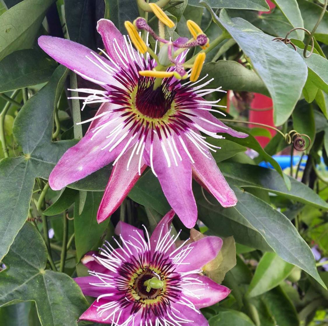 Mučenka fialová - Passiflora x violacea