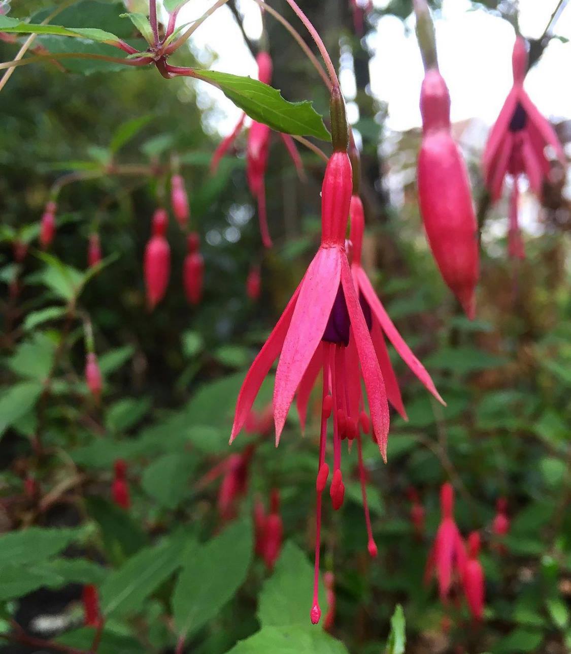 Fuchsie magelánská (mrazuvzdorná) Fuchsia magellanica "Riccartonii"