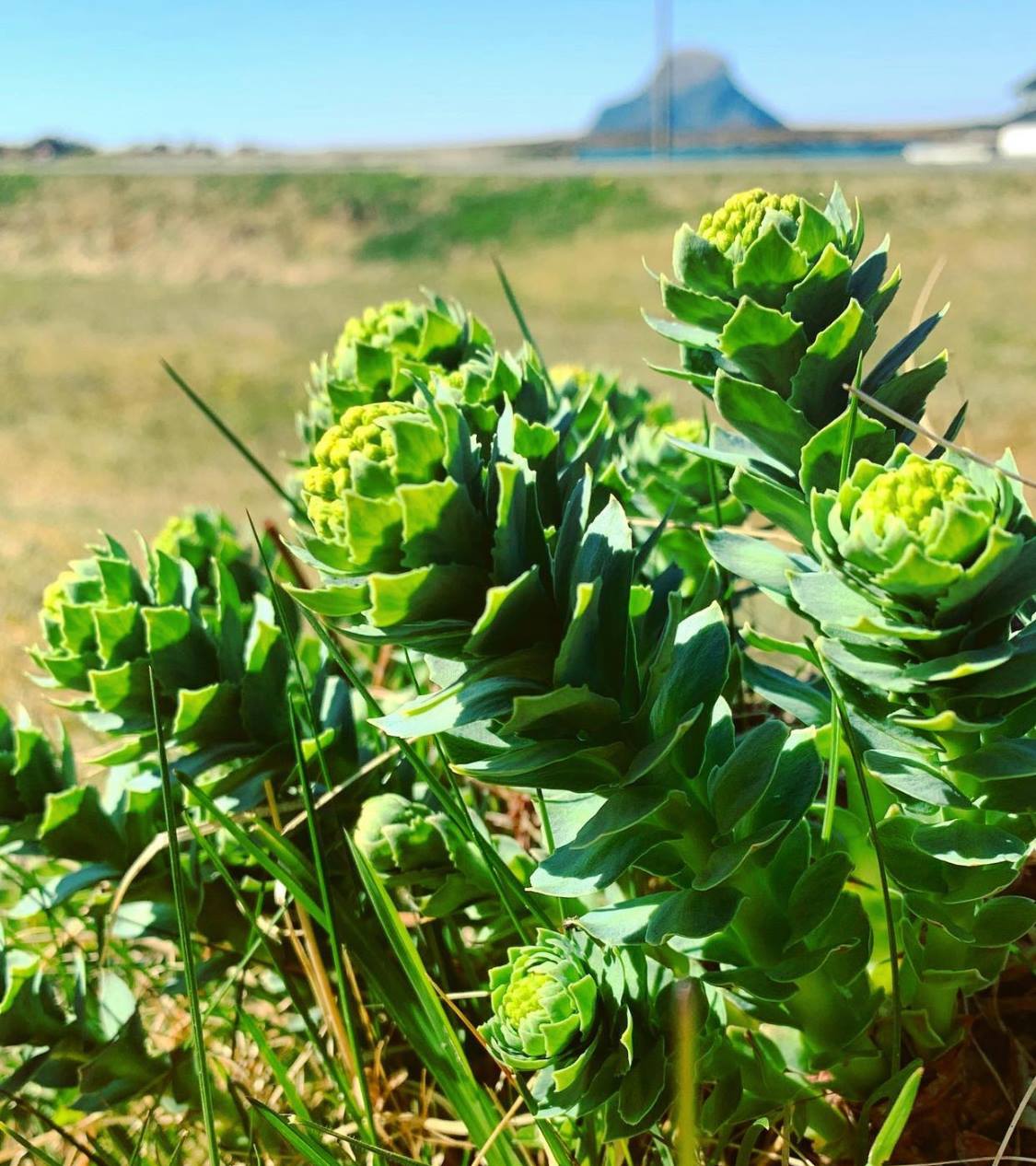 Rozchodnice růžová - Rhodiola rosea, "Zlatý kořen"
