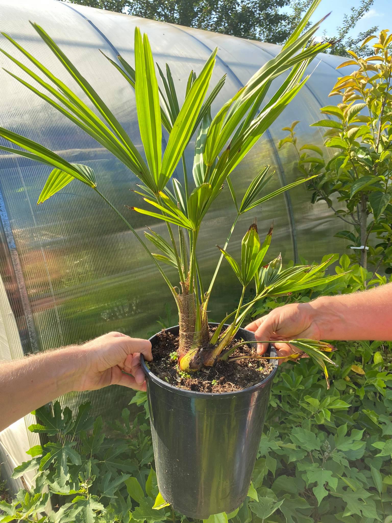 Trachycarpus fortunei Bulgaria "z plantáže" 50/60 cm, kmen 12/20 cm, K7L