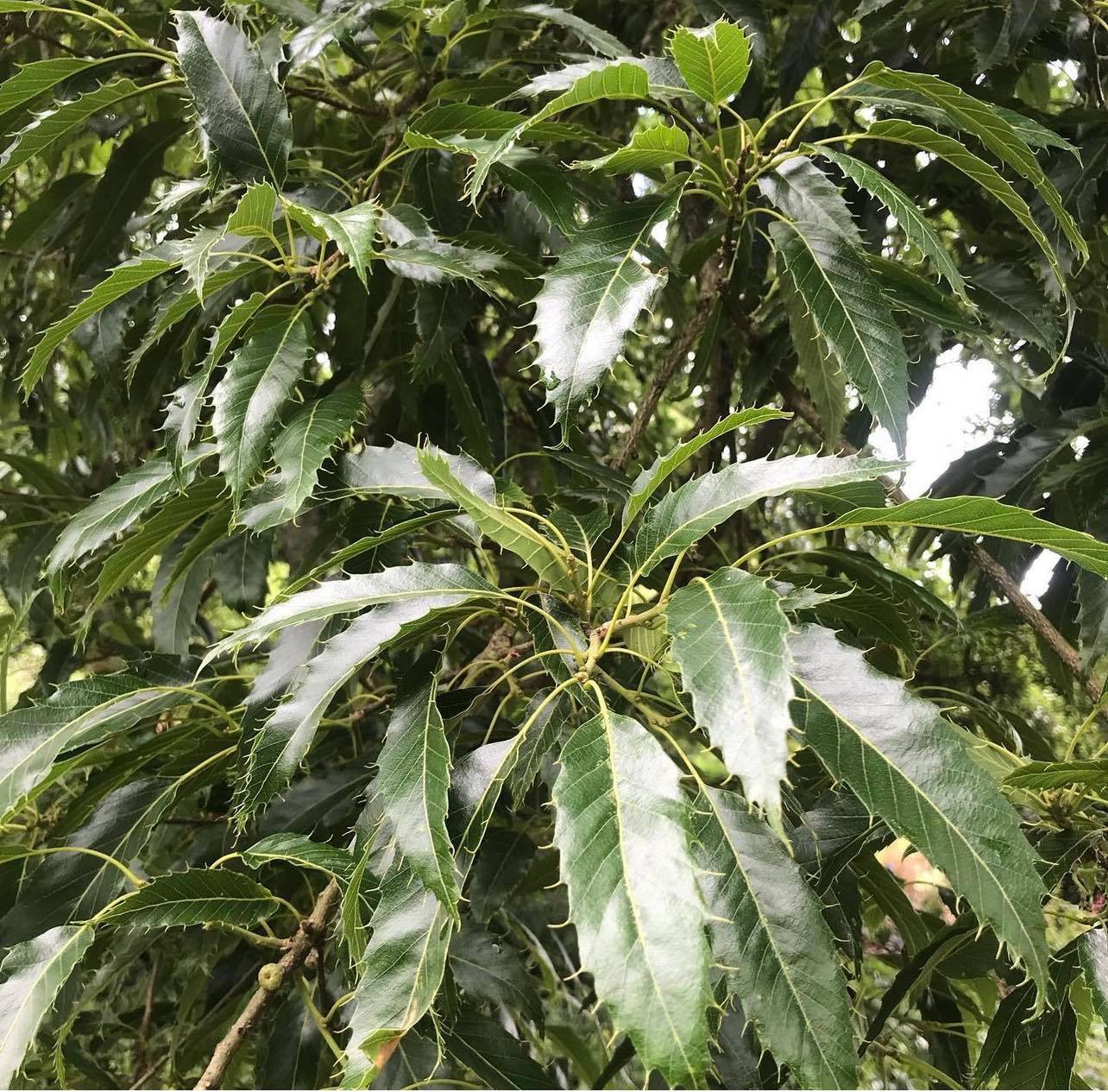 Dub nejšpičatější - Quercus acutissima