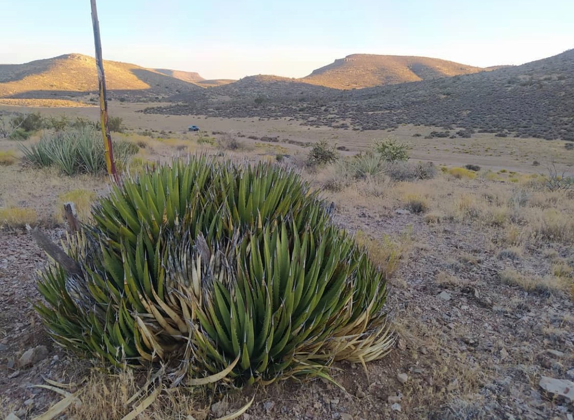 Agave utahensis var. kaibabensis