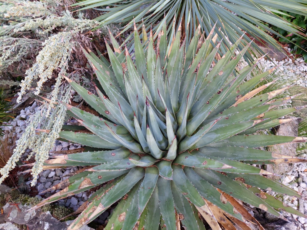 Agave utahensis var. kaibabensis SUŠICE, tříleté