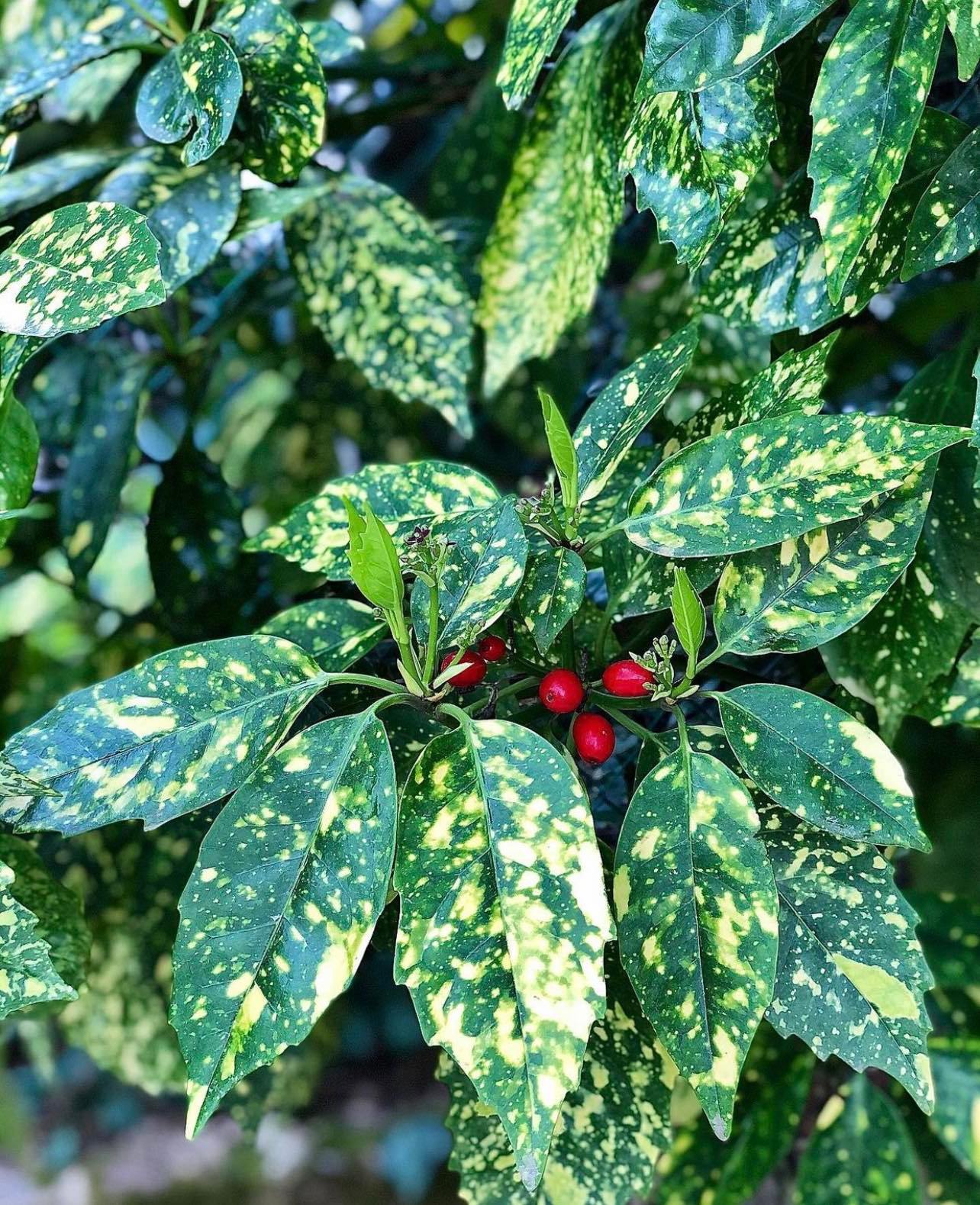 Aukuba japonská - Aucuba japonica "Variegata"