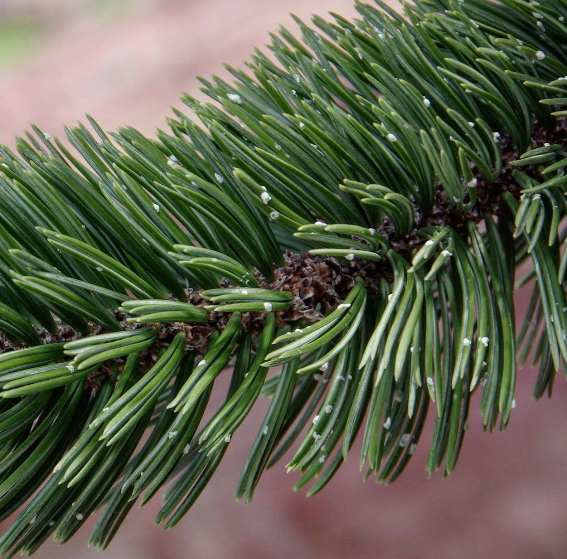 Borovice osinatá  - Pinus aristata 25/40 cm