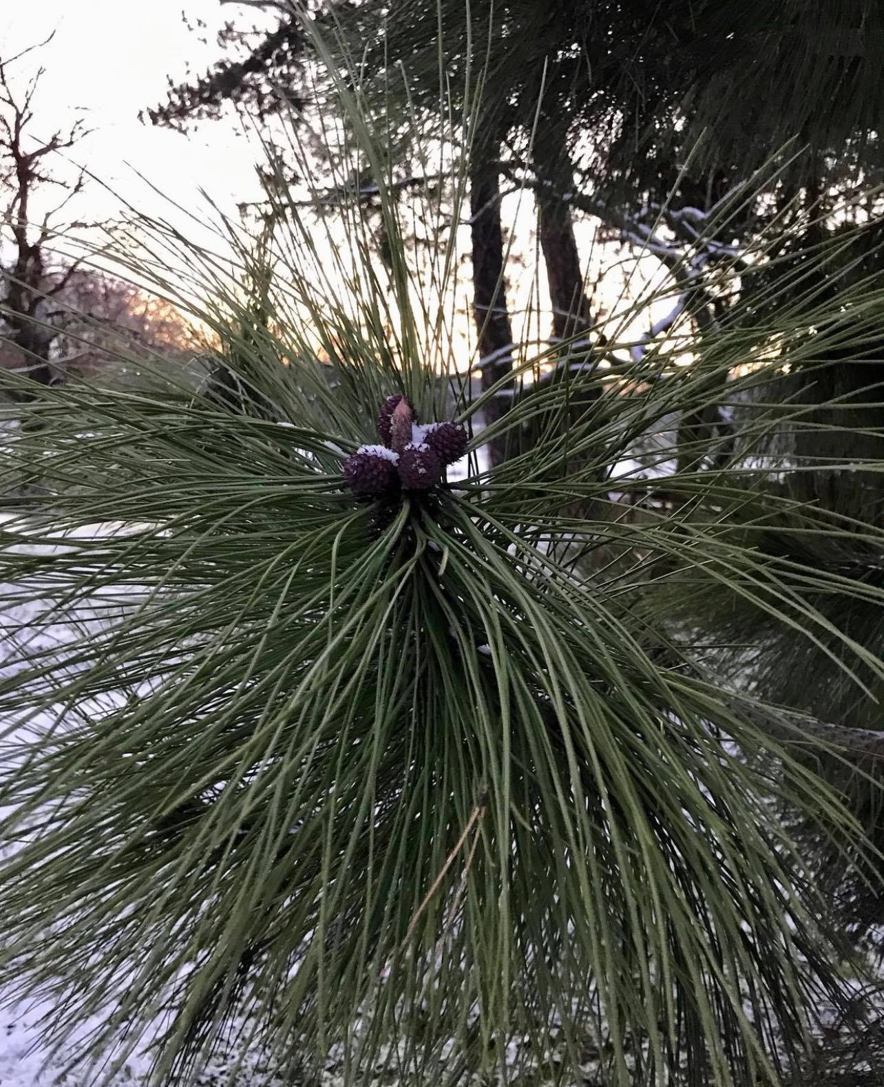 Borovice těžká  - Pinus ponderosa 60/80 cm