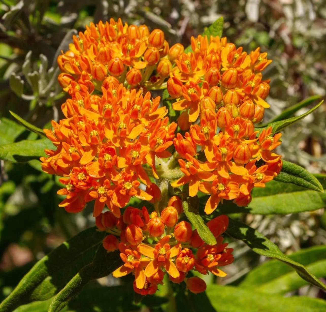 Klejicha hlíznatá - Asclepias tuberosa