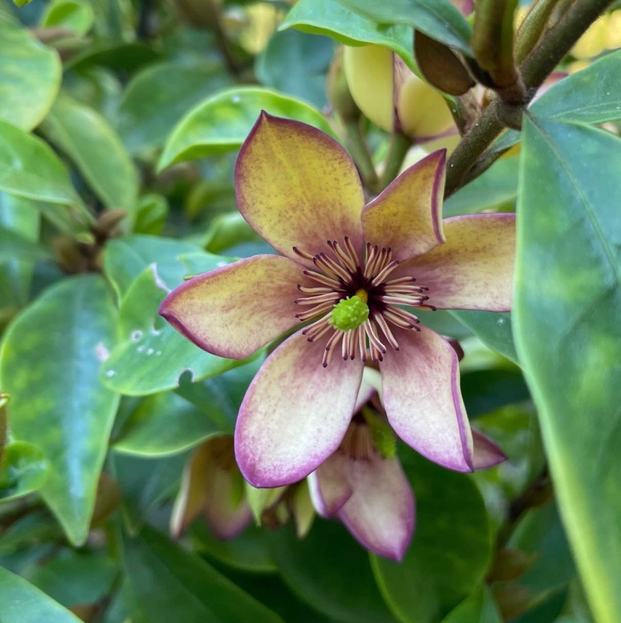 Michelia figo - Magnolia figo