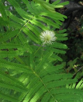 Prérijní mimóza -  Desmanthus illinoensis, 30 semen
