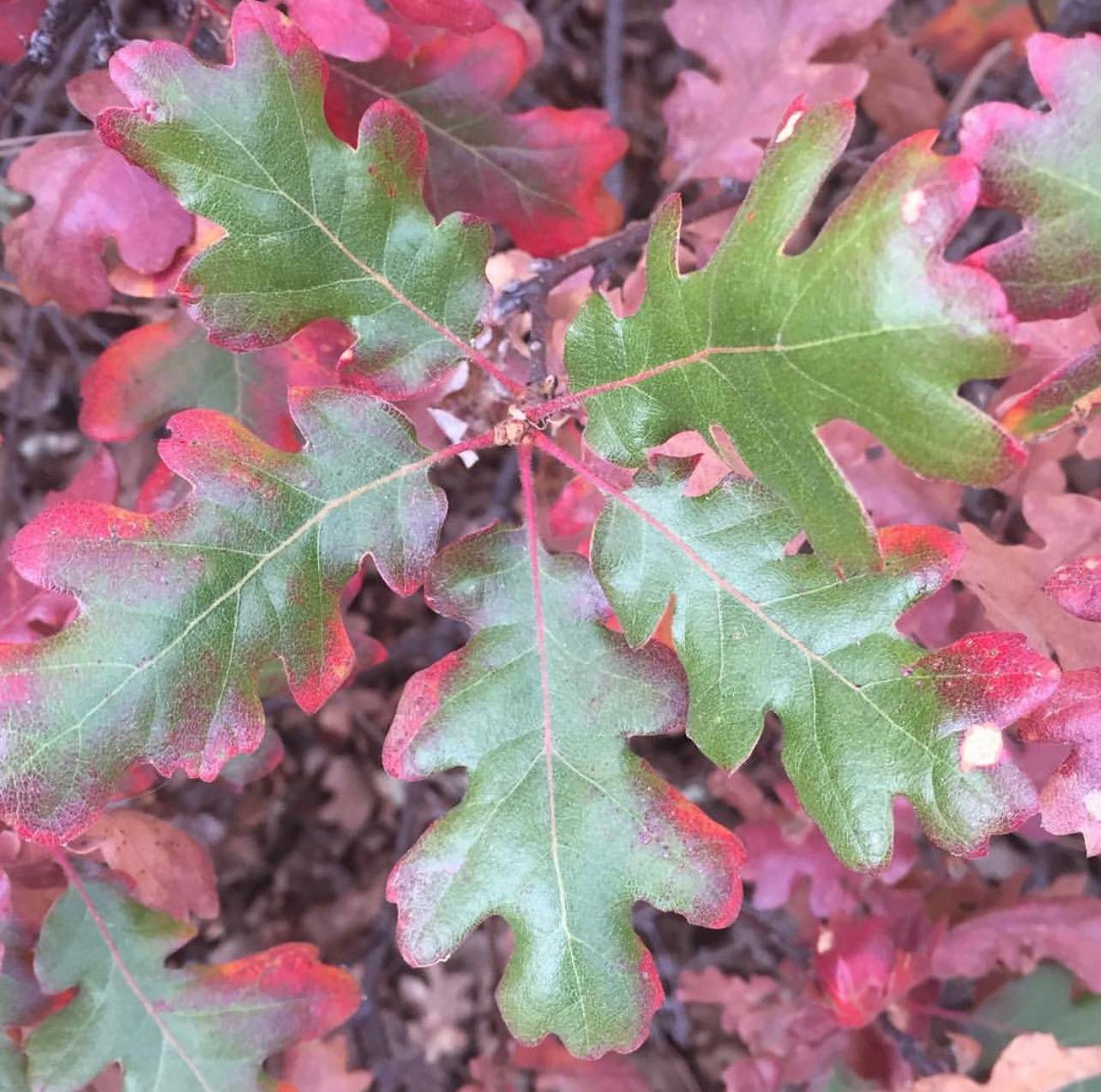Dub oregonský - Quercus garryana (Oregon)