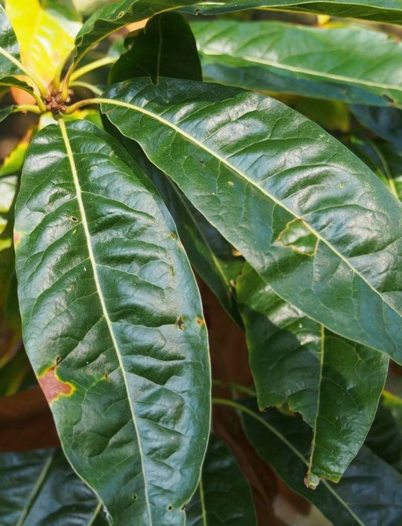 Dub celokrajný - Quercus imbricaria 