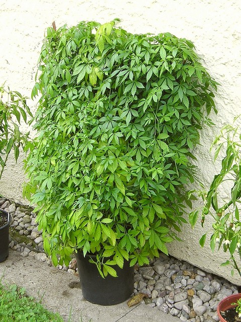 Gynostema pětilistá, "pětilistý ženšen" - Gynostemma pentaphyllum, 15 semen