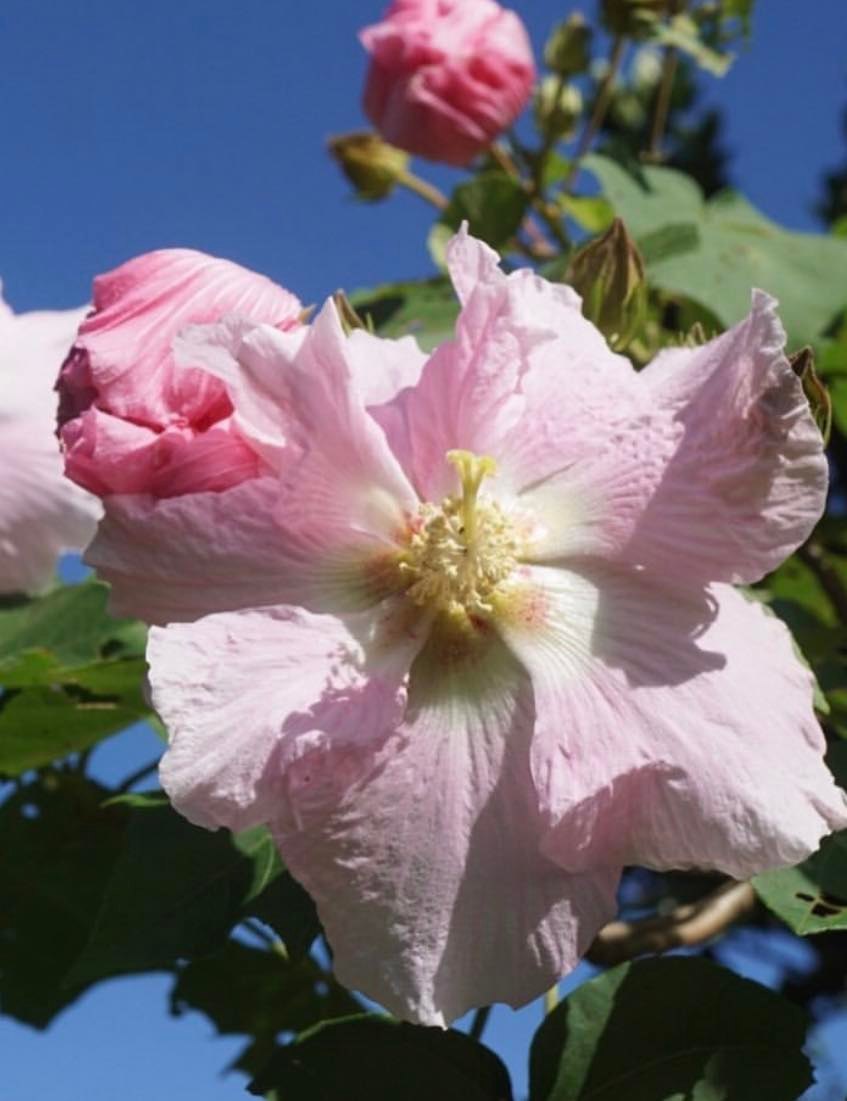 Ibišek Makinův (okinawský) - Hibiscus makinoi