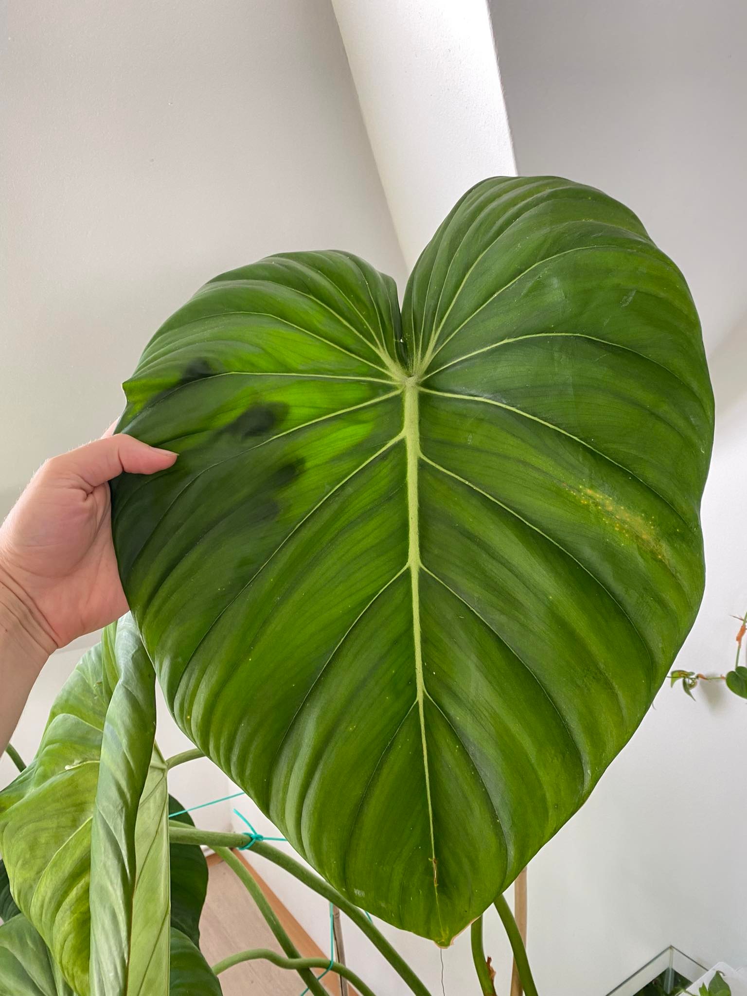 Philodendron "Dean McDowell"