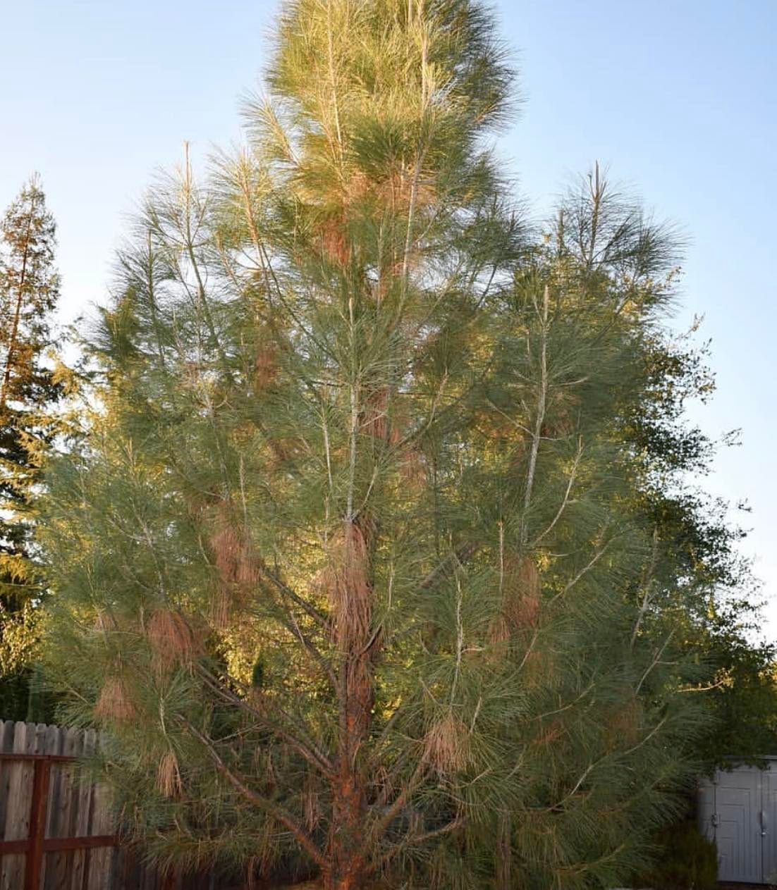 Borovice Sabineova - Pinus sabiniana