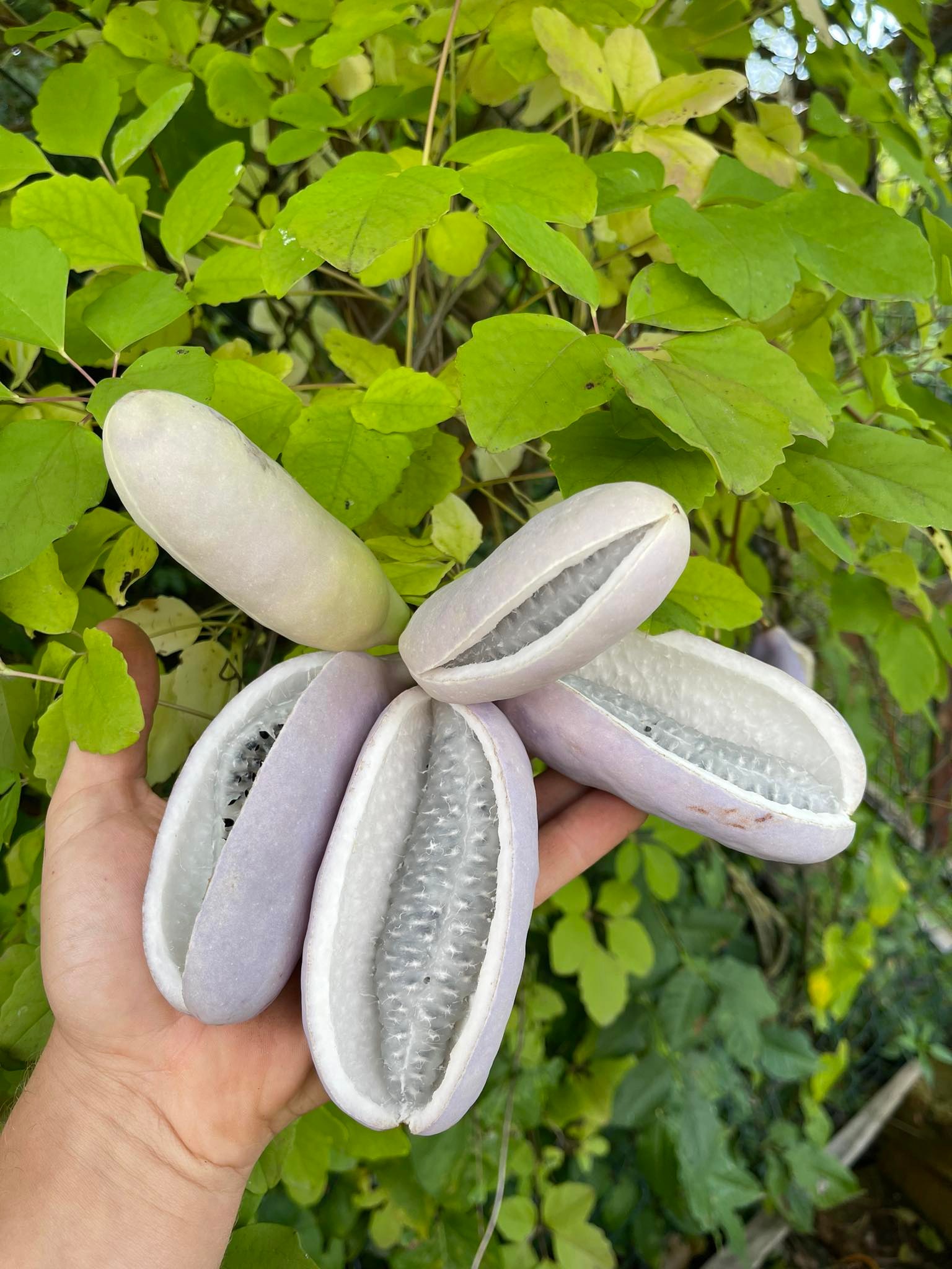 Akébie pětilistá - Akebia x pentaphylla, 20 semen