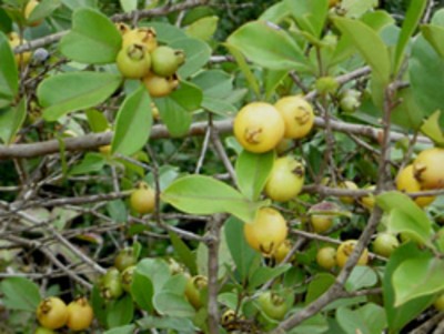 "Jahodový stromek" žlutoplodý - Psidium cattleianum var. lucidum -