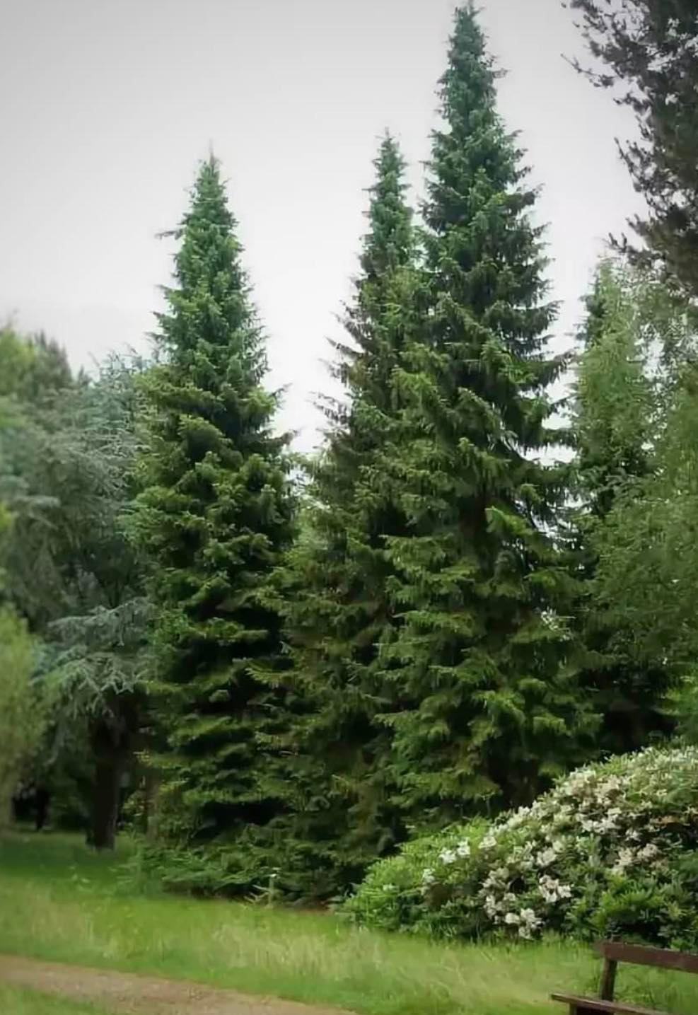 Smrk omorika (Pančićův) - Picea omorika 50/70 cm