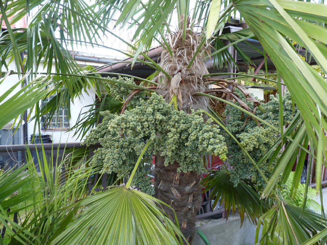 4. Trachycarpus fortunei "Vrbová Lhota" *IT x ŠP typ, prostokořenné 2 leté, 5 ks