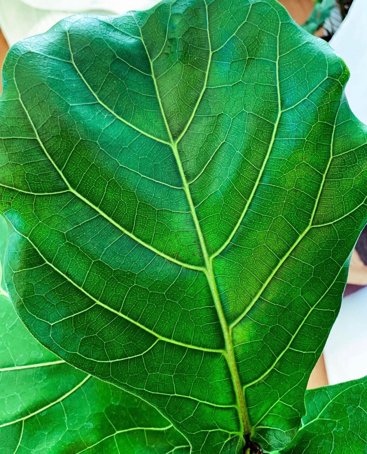 Ficus lyrata - Řízek